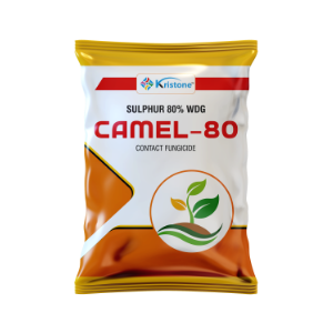 Camel-80